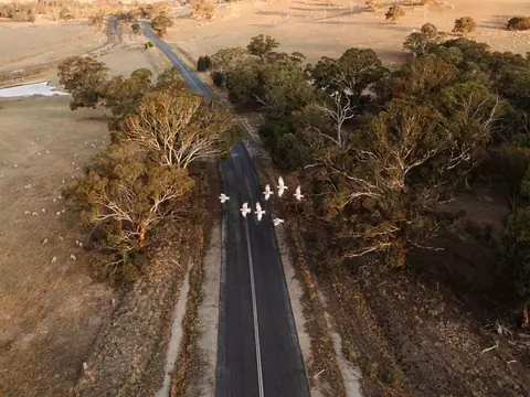 Aerial view of a white flock of birds flying low over a country road lined with gum trees through dry paddocks